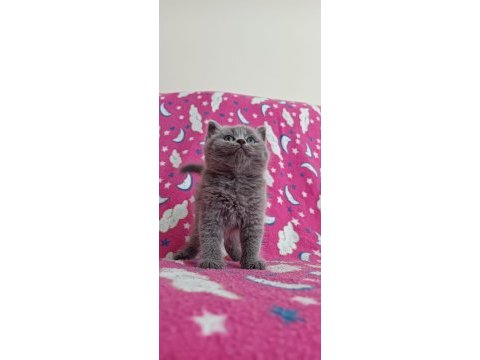 Sağlıklı kuru mama ve tuvalet eğitimi tamam kedimiz