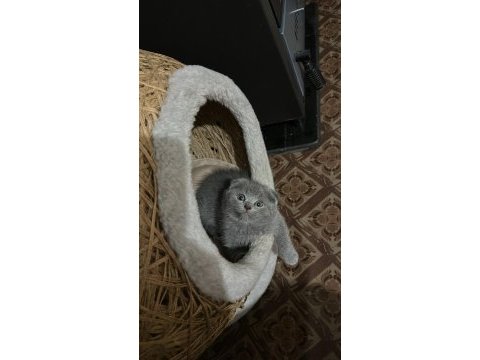 3 aylık dişi scottish fold yavru sahiplendirilecektir