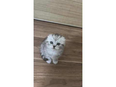Sevimli scottish fold bebekler