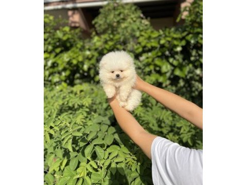 Üst kalite pomeranian boo bebekler