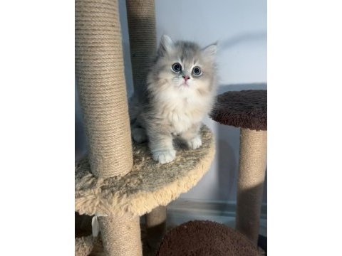 British longhair blue golden ay12 2 erkek 1 dişi bebekler