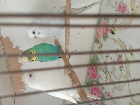 Özel yapım ahşap kuş kafesi ve muhabbetler