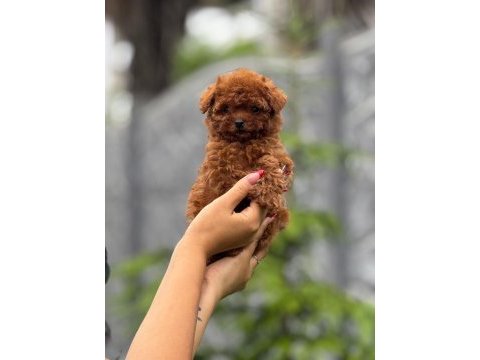Toy poodle yavrular