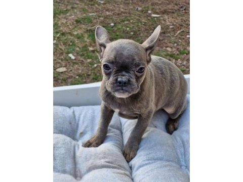 Blue dişi french bulldog yavrumuz