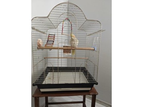 7 aylık erkek pearl sultan papağanı kafesiyle birlik