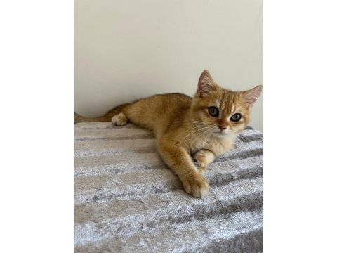 British ny12 golden erkek yavru