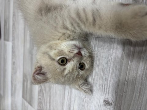Scottish fold yavrularımız