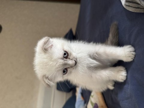 Mavi boncuk british shorthair