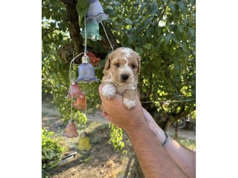 Maltipoo babyface yavrularımız
