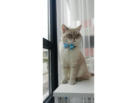 45 günlük sevimli scottish fold yavrular