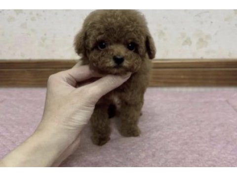 Toy poodle yavrumuz