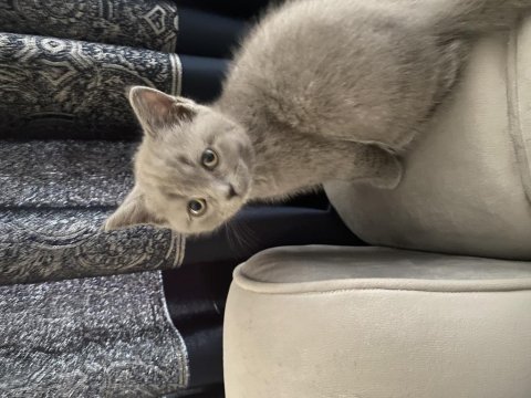 British shorthair yavrular