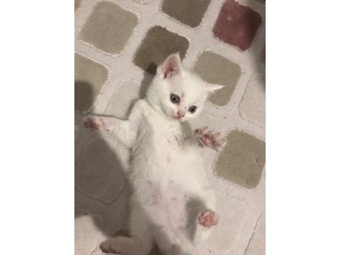 Beyaz dişi british shorthair yavru