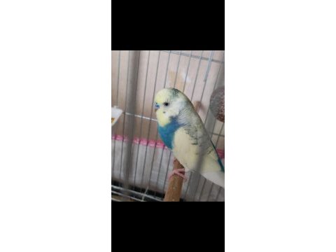 Tek erkek muhabbet kuşu