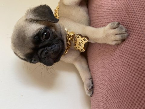 2 aylık kızımız lady pug
