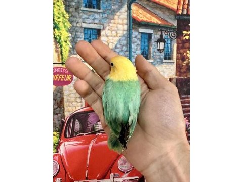 Cennet papağanı yavru (üst mutasyon)