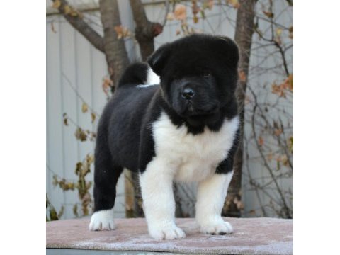 Amerikan akita inu