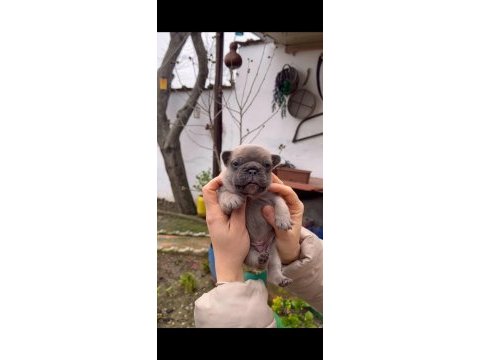 Safkan egzotik french bulldog yavrularım rezervede