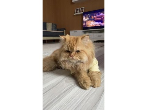 İran kedisi 1,5 yaşında