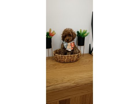 3 aylık toy poodle uygun erkek