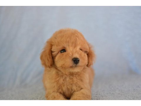 Böyle maltipoo görmediniz