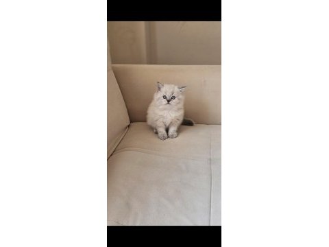 Dişi ve erkek point british longhair yavrular