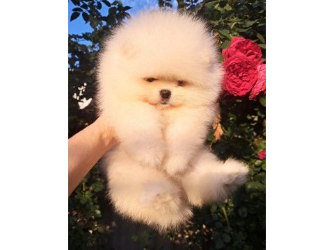 Petmode köpek çiftliğinden pomeranian yavrular
