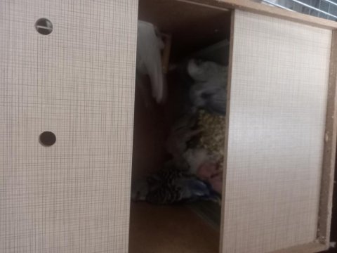 Muhabbet kuşu 5 çift