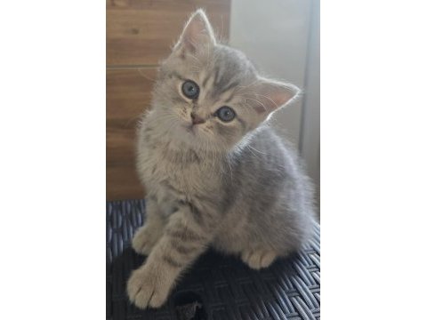 Yavrular british longhair silver point ve gold