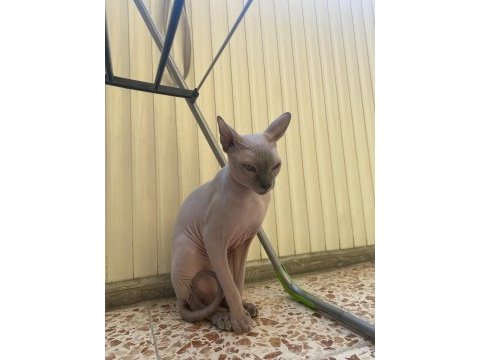 8 aylık sfenks kedimiz dobby
