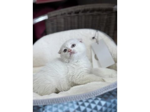 2 aylık scottish fold dişi