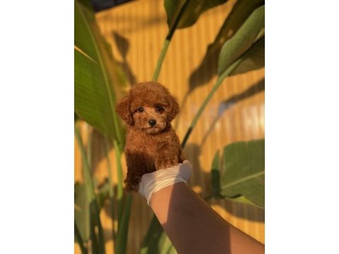 Toy poodle bebekler referans yavru