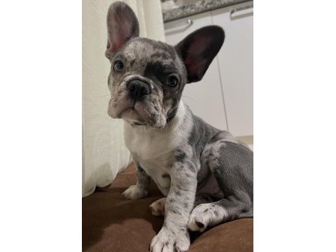Başınızın tatlı belası köpeğimiz yeni ailesini arıyor