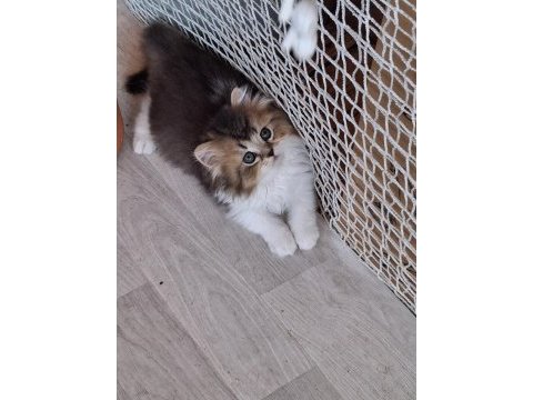 Scottish fold ve british shorthair yavrularımız
