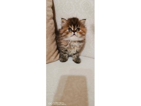 60 günlük dişi chinchilla