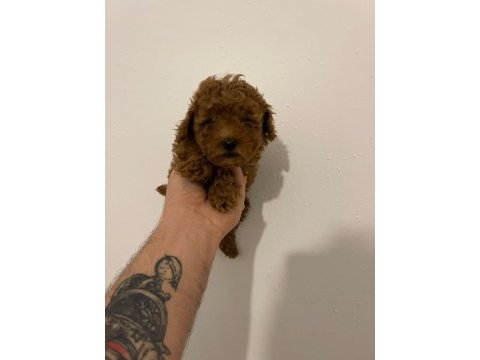 Kore kan poodle yavrular