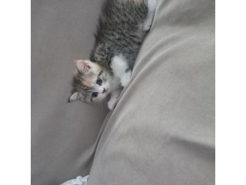 British shorthair yavrular oyuncu