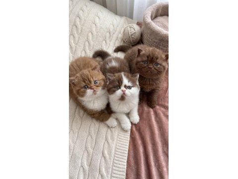 British shorthair bebek