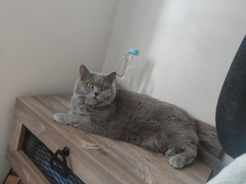 British shorthair dumanımızı sahiplendiriyoruz