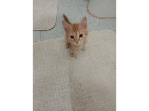 Kediye acil yuva arıyoruz