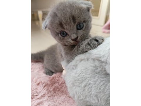 Gri scottish fold