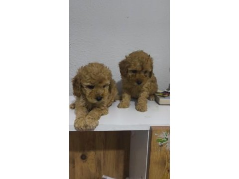 Toy poodle yavru köpekler
