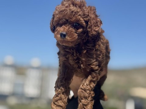 Yasal ruhsatlı çiftlikde ziyarete açık toy poodle