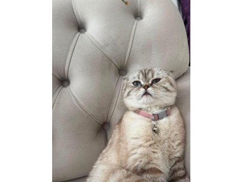 Uygun puana sahiplendirme yapacağım scottish fold