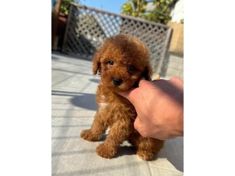 Toypoodle yavrularımız 