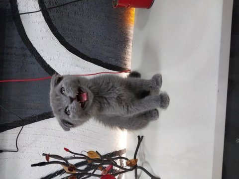 Scottish fold