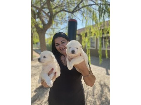 Sağlık ve ırk garantili samoyed yavrularım
