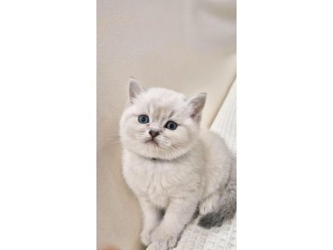 Oyuncu sağlıklı blue point british shorthair yavrumuz