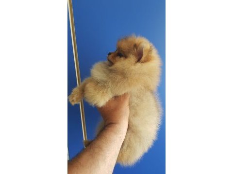 Pomeranian ve bi poodle