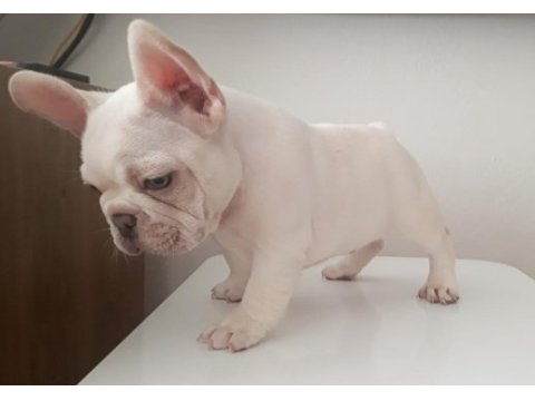 Üst düzey exotic french bulldog 4 aylık erkek